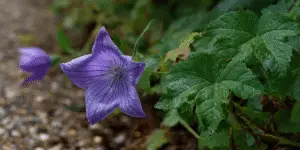 Balloon Flower (14)