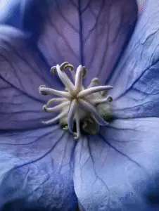 Balloon Flower