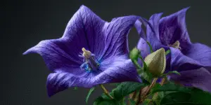 Balloon Flower