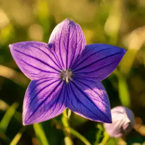 Balloon Flower