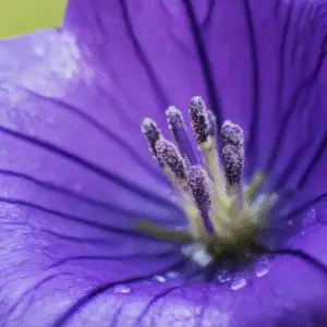 Balloon Flower