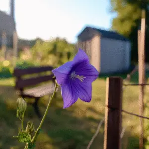 Balloon Flower