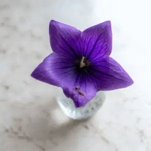 Balloon Flower
