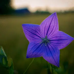 Balloon Flower (Platycodon grandiflorus)