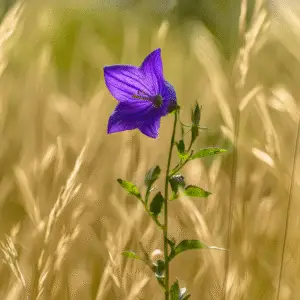 Balloon Flower