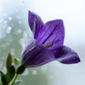 Balloon Flower (Platycodon grandiflorus)