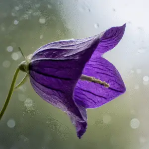 Balloon Flower (Platycodon grandiflorus)