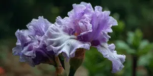 Bearded Iris (12)