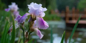 Bearded Iris (14)