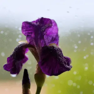 Bearded Iris
