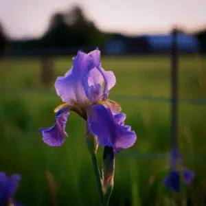 Bearded Iris