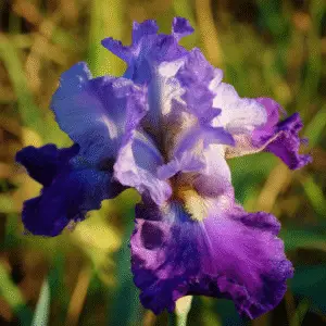 Bearded Iris