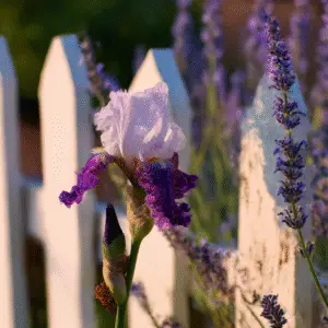 Bearded Iris (Iris germanica) Flower
