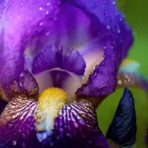 Bearded Iris (Iris germanica) Flower