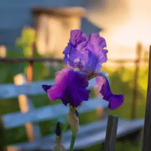 Bearded Iris