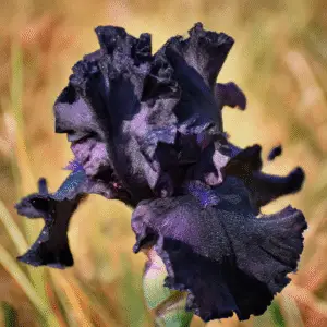 Before the Storm Bearded Iris