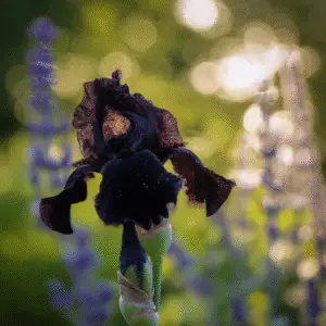 Before the Storm Bearded Iris