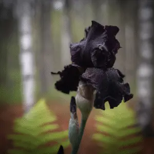 Before the Storm Bearded Iris Flower