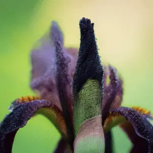 Before the Storm Bearded Iris