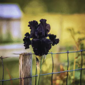 Before the Storm Bearded Iris Flower