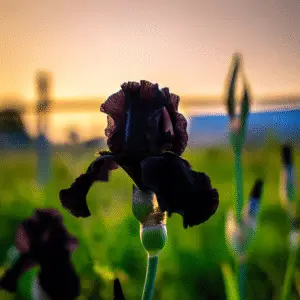 Before the Storm Bearded Iris