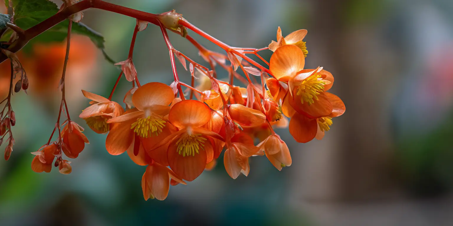 Orange pendulous begonia cluster, hanging blooms, soft background.