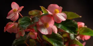 Wax begonia pink flowers with glossy leaves, studio light.