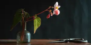Begonia Flower