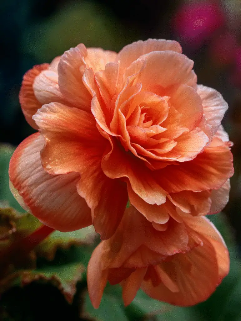 Orange begonia double bloom, ruffled petals, macro.