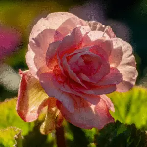 Delicate pink begonia with dew drops