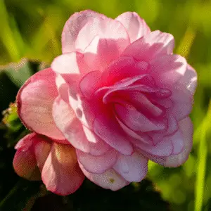 Delicate pink begonia flower in bloom.