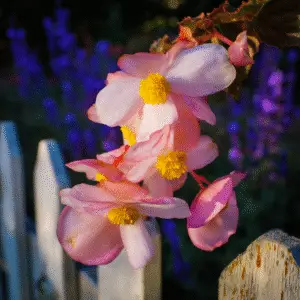 Delicate pink flowers with yellow centers