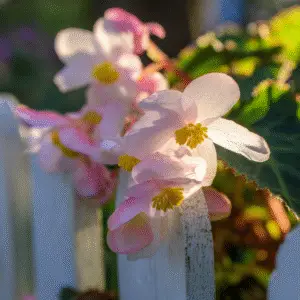 Delicate pink begonia flowers blooming