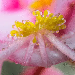 Close-up of a dewy begonia flower