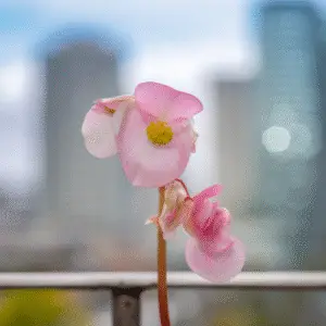 Pink begonia flower against city backdrop