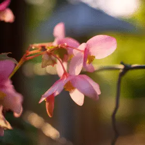 Delicate pink begonia flowers glowing softly