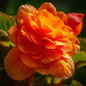 Vibrant orange begonia flower in bloom