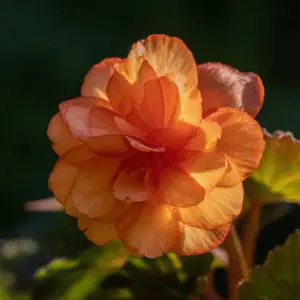 Vibrant orange begonia flower in bloom