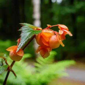 Orange flowers with raindrops on leaves
