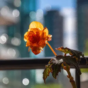 Vibrant orange begonia flower in sunlight