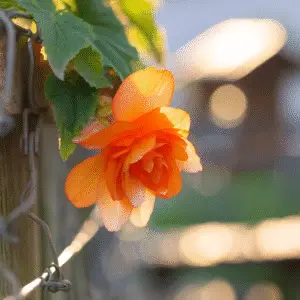 Vibrant orange begonia flower in sunlight