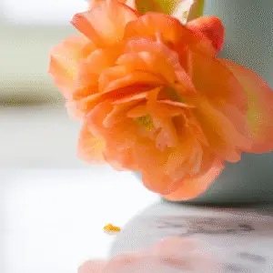 Peach begonia flower with reflection