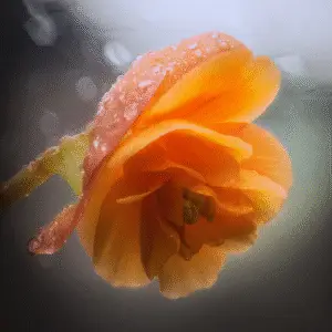 Orange flower with water droplets