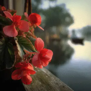 Begonia (Begonia x, waxsemperflorens types) (1)