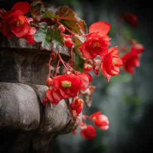 Begonia