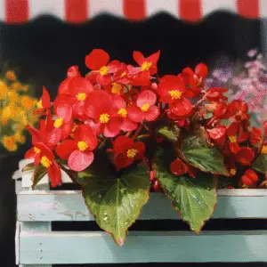 Begonia (Begonia x, waxsemperflorens types) (1)