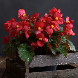 Begonia