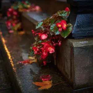 Begonia