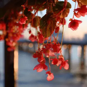 Begonia (Begonia x, waxsemperflorens types) (1)
