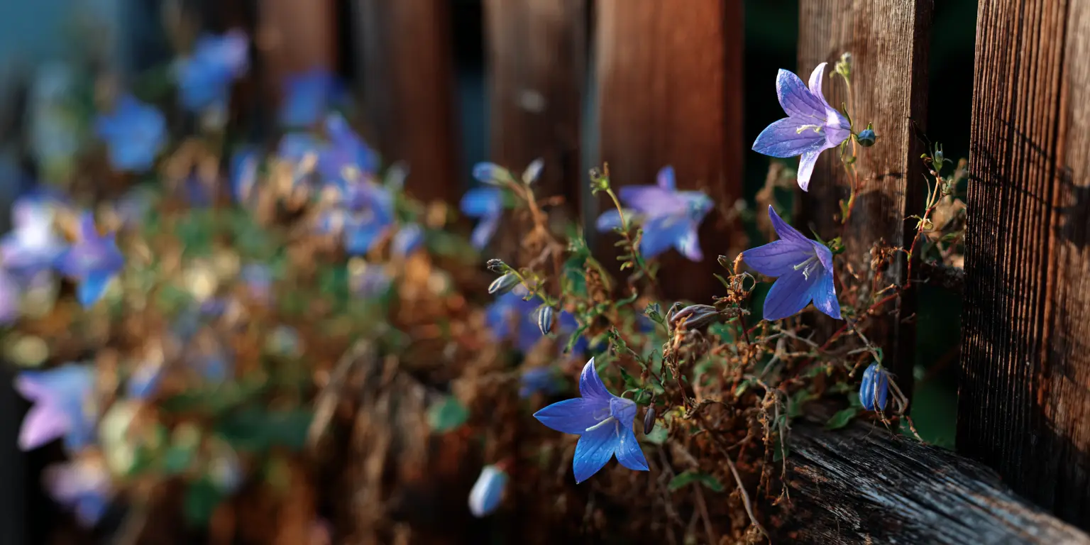 Bellflower trailing through wooden fence, blue starry blooms.